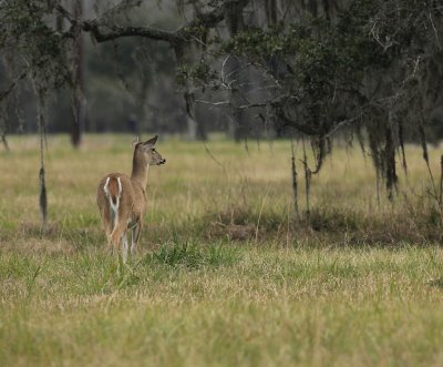 doe 