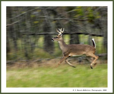 buck run