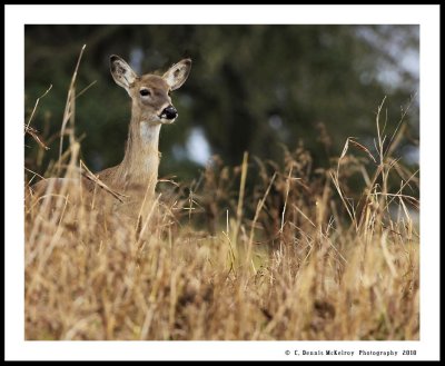 doe hide