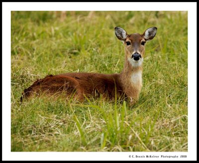 doe relax