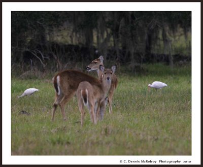 deer