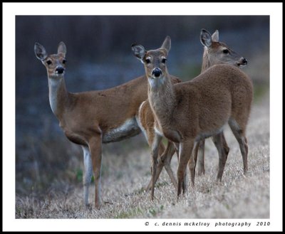 deer