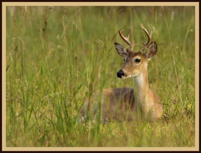 buck