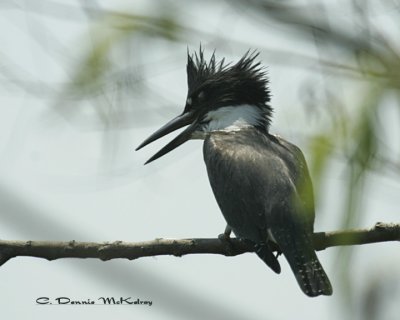 Belted Kingfisher