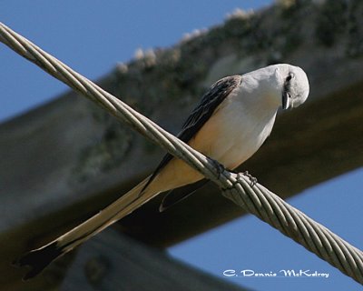 Scissor-tail Fly Catcher