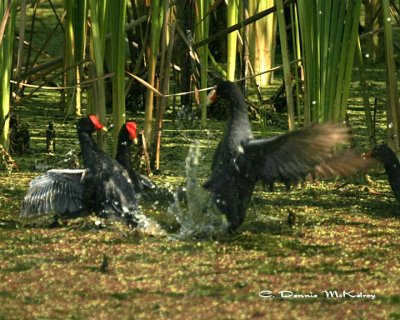Moore-hens Fighting