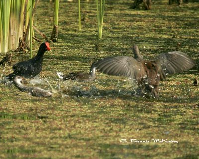 Juvenile Moorehens Fighting