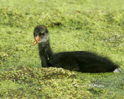 Moore-hen Juvenile