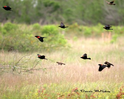 Red-wing Black Birds