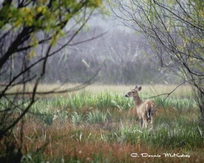 White-tail Doe