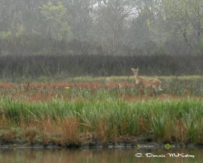 White-tail Doe