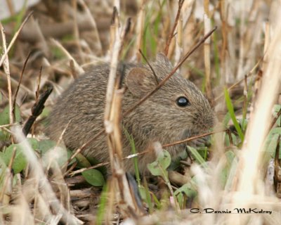 Field Mouse
