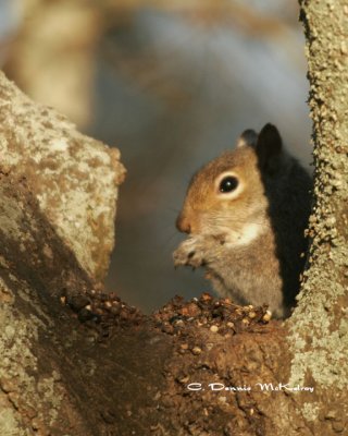 Tree rat