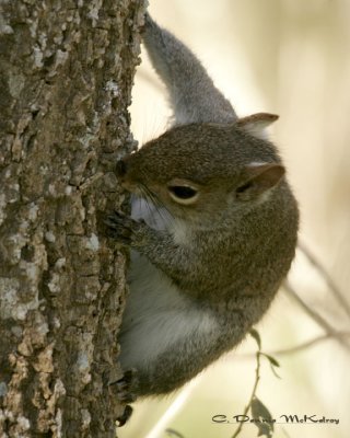 Tree rat