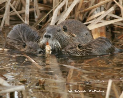 Nutria