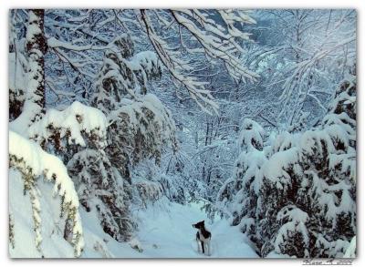 sentier de montagne arige