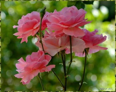 roses de mon jardin/roses of my garden