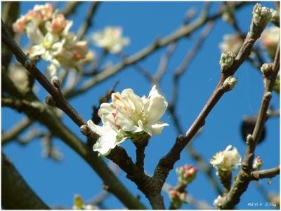 fleur de pommier/flower of apple tree 