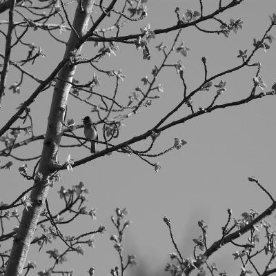 Un oiseau sur la branche