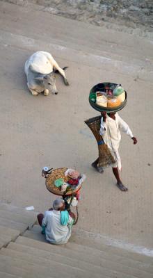 Cow and street vendor, Varanasi.