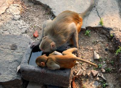 Monkeys drinking at the Nepalese temple, Varanasi.