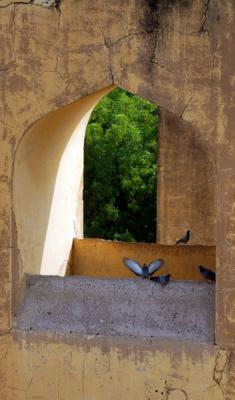 Pigeons in arch, Jaipur.