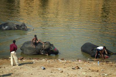 Bathing elephants, Amber.