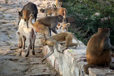 Monkeys annoying pigs, near Galta temple, near Jaipur.