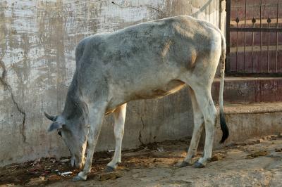 Sacred cow, near Galta temple, near Jaipur.
