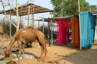 Camel and newly-dyed fabrics on racks, Sanganer.
