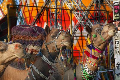 Camels in front of rides at the Camel Fair, Pushkar.
