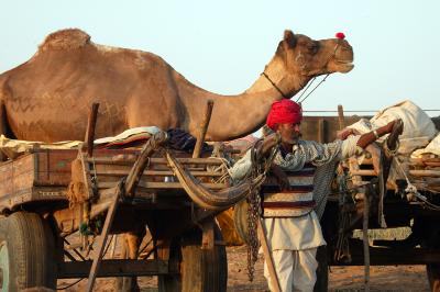 Camel herder and camel, Pushkar.