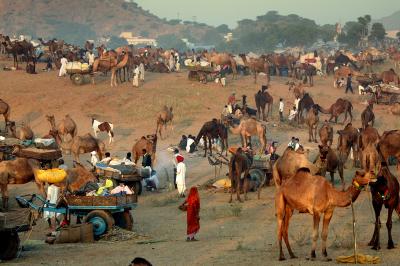Camels and herders, Pushkar.