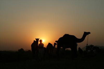 Sundown, Camel fair, Pushkar.