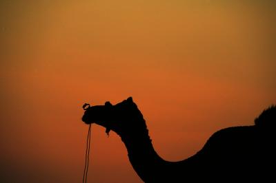 Silhouette of a camel, Pushkar.