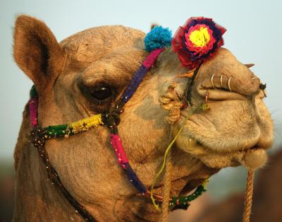 Camel, Pushkar.