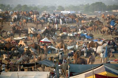 Camel fair, Pushkar.