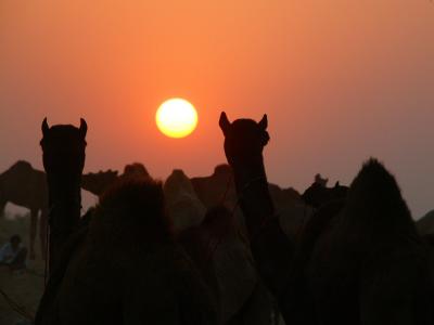 Camels at the fair, Pushkar.