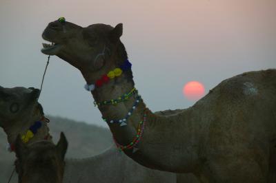 Camels, Pushkar.