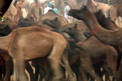 Camels being herded, Pushkar.