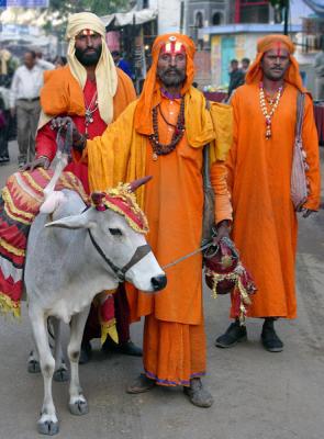 Holy men with a five-legged cow, Pushkar.
