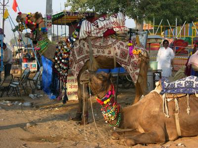 Camels for hire, Pushkar.