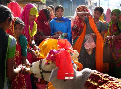 Women crowd around a sacred cow, Pushkar.
