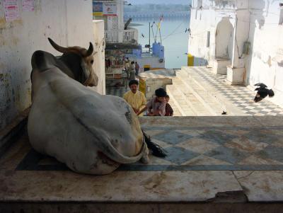 Cow and pigeon. Pushkar.