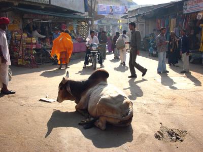Cow in the middle of the street, Pushkar.