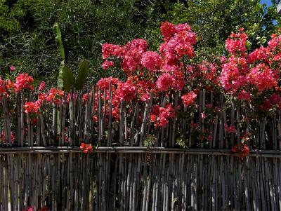 Bamboo fence, flowers, Oaxaca.