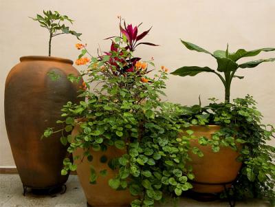 Flowers, Oaxaca.