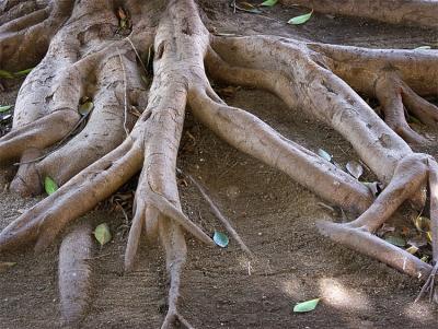 Tree roots, Oaxaca.