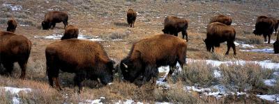 Buffalo herd, Montana.