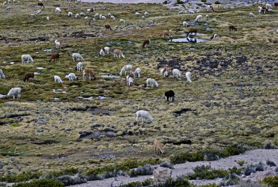 Llamas on the alitplano, between Arequipa and Chivay.